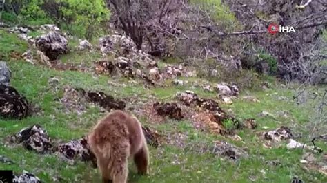 Fotokapana Yakalanan Hayvan G R Nt Leri Va Ak Da Ke Isi Ay Yaban