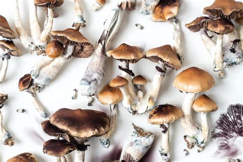 Top 10 Strongest Strains Of Psilocybe Cubensis Top Shelf Shrooms