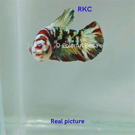 Jual Ikan Cupang Plakat Red Koi Cooper Shopee Indonesia