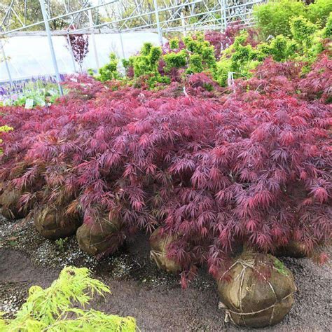 Buy Tamukeyama Japanese Cutleaf Maple Online Bay Gardens