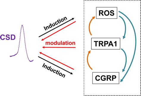 A Diagram Depicting Ros Trpa Cgrp Signaling In Modulating Cortical