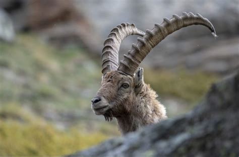 Stambecchi Delle Dolomiti In Aumento La Colonia Pi Grande In