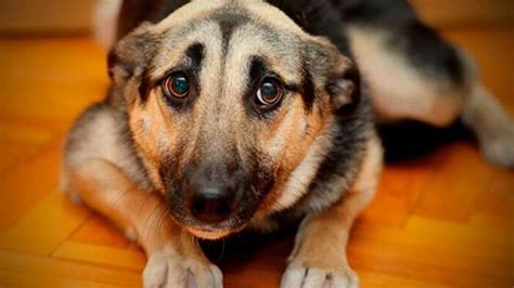 ¿cómo Afecta La Pirotecnia A Las Mascotas Síntomas Y Recomendaciones