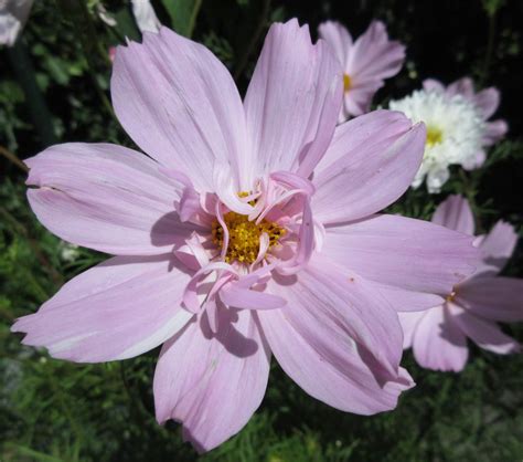 Solve Cosmos Cosmea In A Tub At The Front Jigsaw Puzzle Online