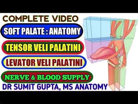 Soft Palate Muscles Functions Nerve Supply Blood Supply Youtube