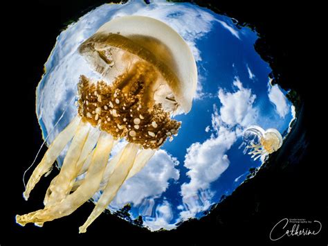 portfolio underwater photography  catherine