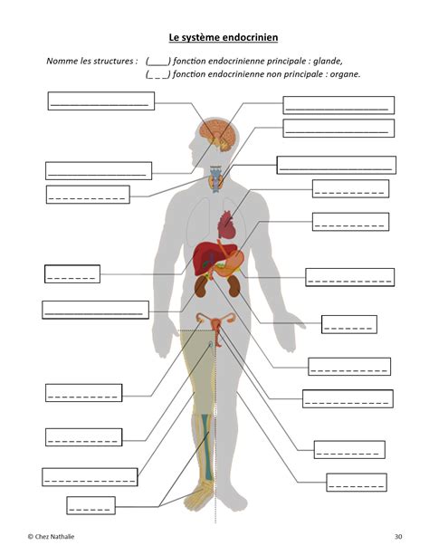 Le Syst Me Endocrinien