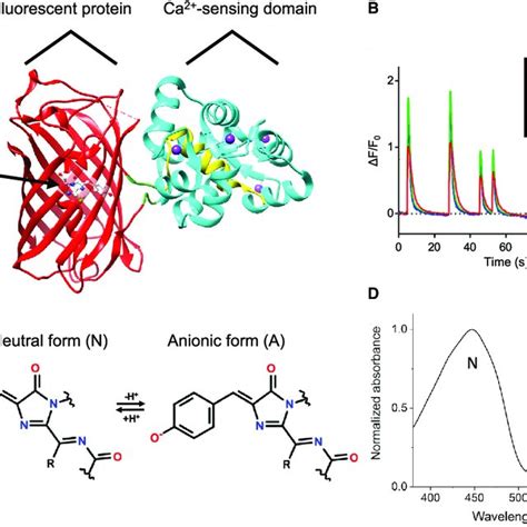 Red GECIs structure, function, and chromophore. (A) Crystal structure ...