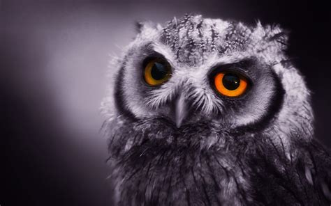 Cool Owl Wallpapers Top Free Cool Owl Backgrounds Wallpaperaccess