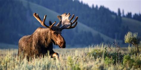 Symbolic Moose Facts And Moose Totem Tips On Whats Your Sign