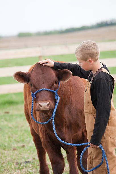 Cow Hug Stock Photos Pictures And Royalty Free Images Istock