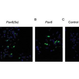 Transfection Of Neuro A Cells With Pax A And Pax Expression