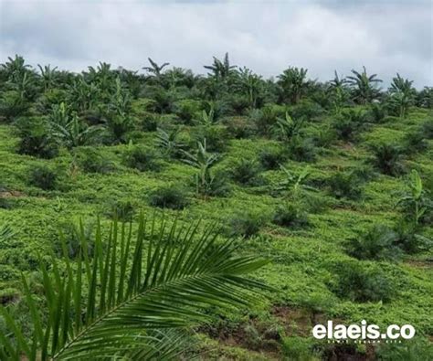 Segini Kebun Sawit Yang Diklaim Berada Di Kawasan Hutan Elaeis Co