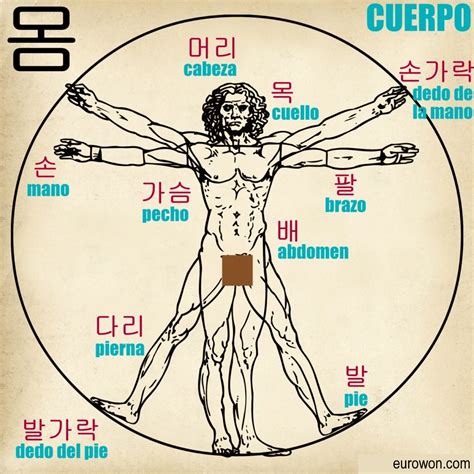 Principales Partes Del Cuerpo Humano En Coreano Eurowon