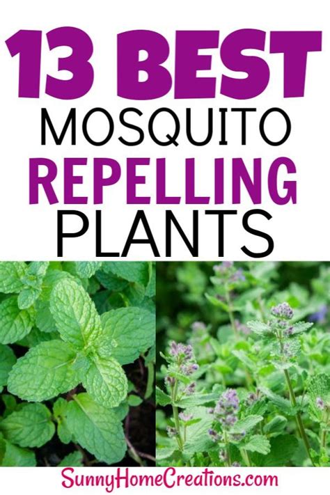 Best Mosquito Repellant Plants For Your Backyard Garden Prevent Mosquitos Naturally By