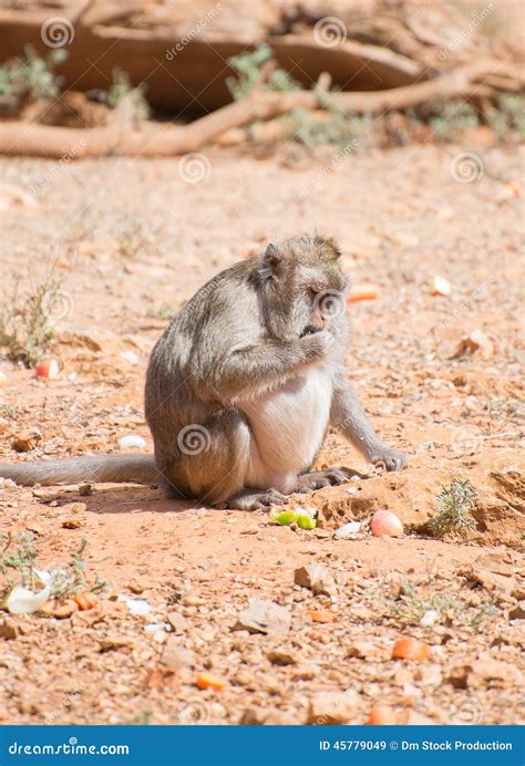 Fat monkey. stock image. Image of tropical, brown, travel - 45779049