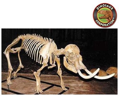 Dwarf Mammoth Skeleton For Sale | Dinosaur Corporation