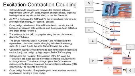 Sliding Filament Model Diagram | Quizlet