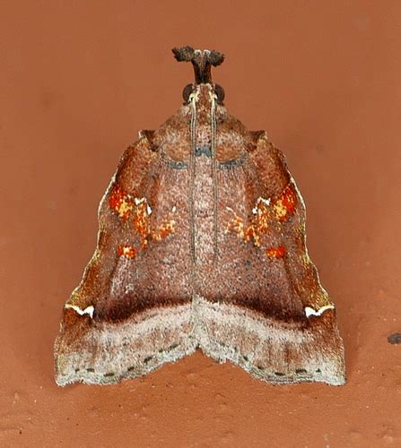 Clydonopteron sacculana Insectos de Jardín Antioquia NaturaLista