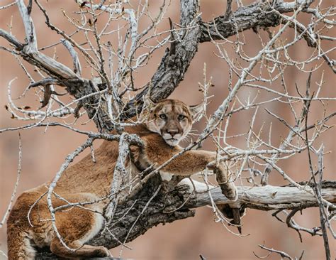 Mountain lions and humans “are interacting more than ever” - The ...