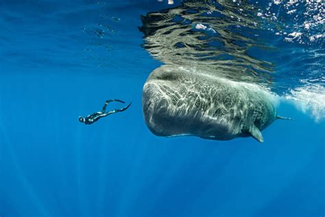 Sleeping Whales Photographer Reveals What Whales Look Like When They Snooze