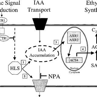 Auxin Cytokinin Cross Talk In Plant Cells Cytokinin And Auxin Regulate