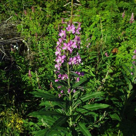 Fireweed Native Plant Guide