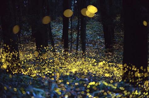 Santuario De Las Luci Rnagas En Tlaxcala Un Bosque M Gico Long