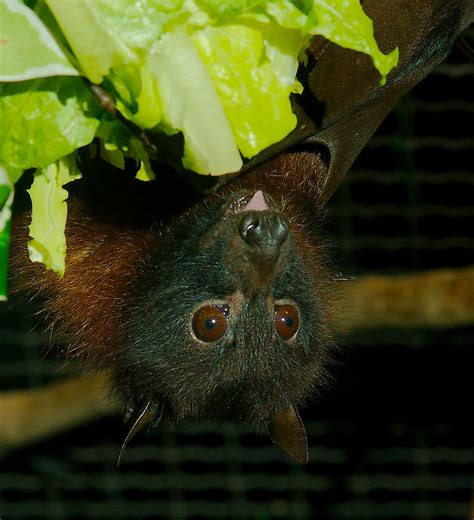 Indian Flying Fox Pteropus Giganteus Starmind Conservation