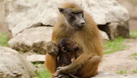 Guinea Baboon Facts, Habitat, Diet and All Information