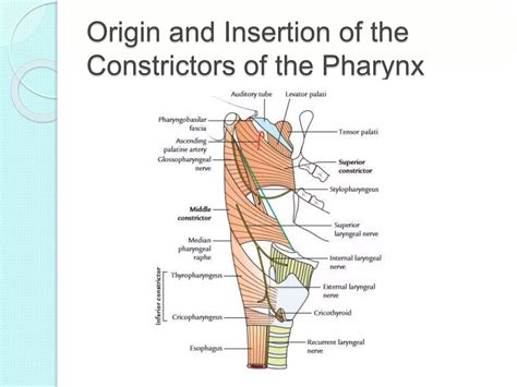 Muscles Of Pharynx Ppt