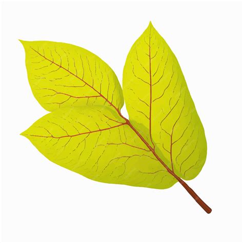 Premium Vector Beech Leaf Vector Illustration Isolated On A White