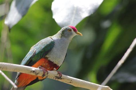 8 Wild Animals In Palau Wildlife In Palau Kevmrc