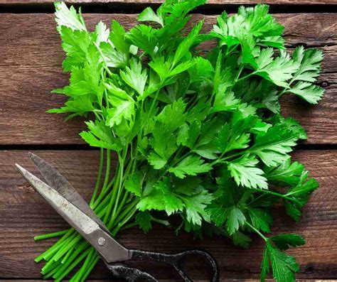 Albums Pictures Pictures Of Parsley Plants Updated