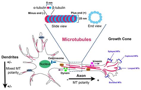 Ijms Free Full Text Microtubule Dysfunction A Common Feature Of