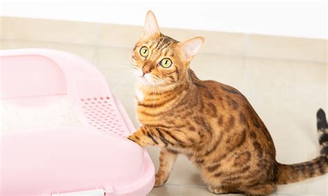 Cat Diarrhea Causes Remedies When To Visit A Vet Bechewy