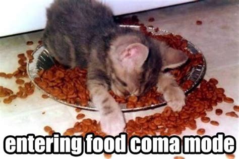 Food Coma Rlolcats