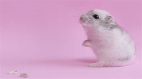 Fond D Cran B B Rose Hamster Des Graines Rongeur Souris