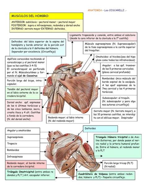 Musculos Del Hombro Gmvale Udocz