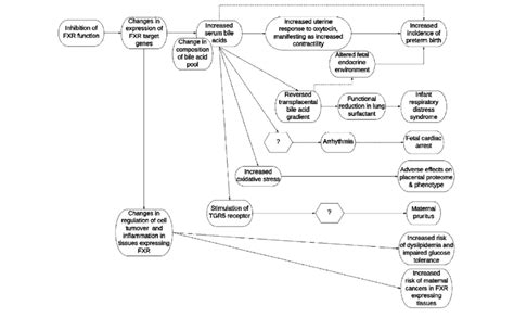 Suggested Adverse Outcome Pathway Aop Network For Intrahepatic