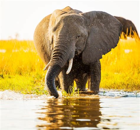 Premium Photo Elephants Drinking Water