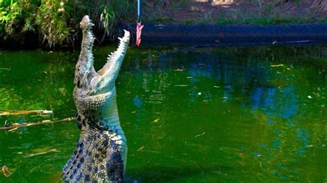 Crocodylus Park And Zoo, Darwin | Ticket Price | Timings | Address ...