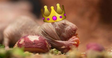 This Naked Mole Rat Is Now Your Queen And You Better Give Her The