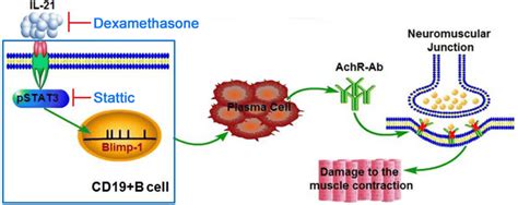 A Schematic Diagram For The Il Stat Blimp Signaling Pathway To