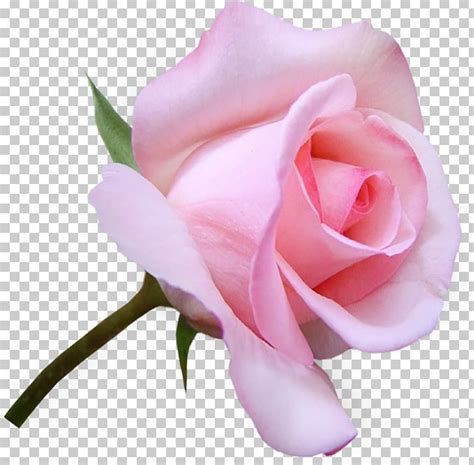 Flower Garden Roses Png Clipart Beautiful Trauma China Rose Cut