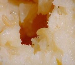 "Casu Marzu": the Sardinian Cheese with Worms | Trips 2 Italy