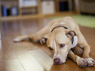 Infec O De Pele Em Cachorros E Tratamento Dermatol Gico Uau Uau Que Mia