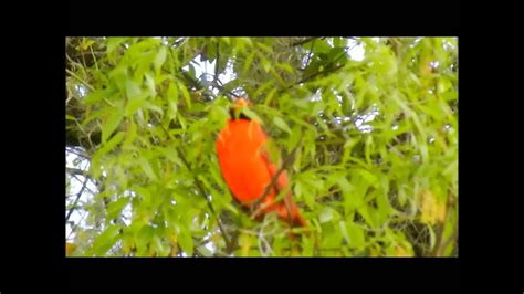 Male Cardinal Sings His Heart Out 3 18 14 YouTube