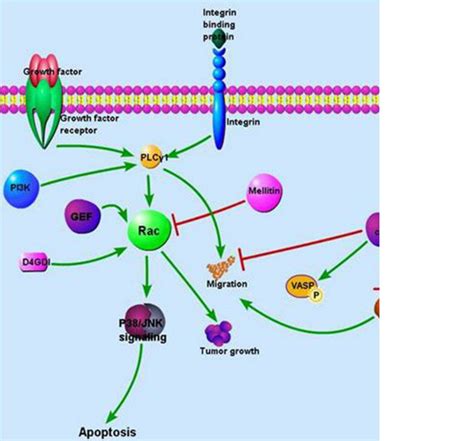 Rac Signaling Integrin And Growth Factor Mediated Signal Activates