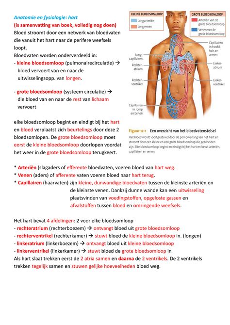 Anatomie Hart Bloedvatenstelsel Anatomie En Fysiologie Hart Is